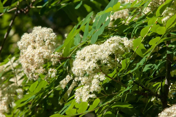 Bloemen Voor Mountain Ash Bloei Van Ashberry Sorbus Aucuparia Loofwerk — Stockfoto