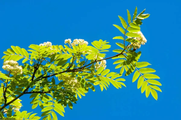 Dağ kül çiçekler. Ashberry Sorbus aucuparia L. yeşillik ve çiçek çiçeklenme. Sıradan bir dal benekli yeşil arka plan üzerinde beyaz büyük çiçekli kayalar