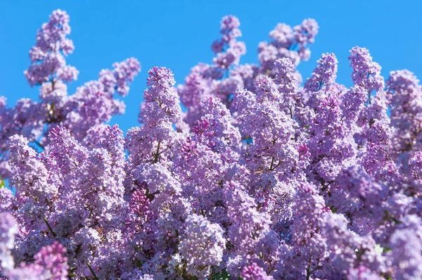 Eflatun çiçekler. Arka plan bulanık ile yeşil yaprakları ile leylak dalı solgun eflatun çiçekler. Bahar eflatun çiçekli yeşil dal. Yaprakları ile Lila çiçek şube
