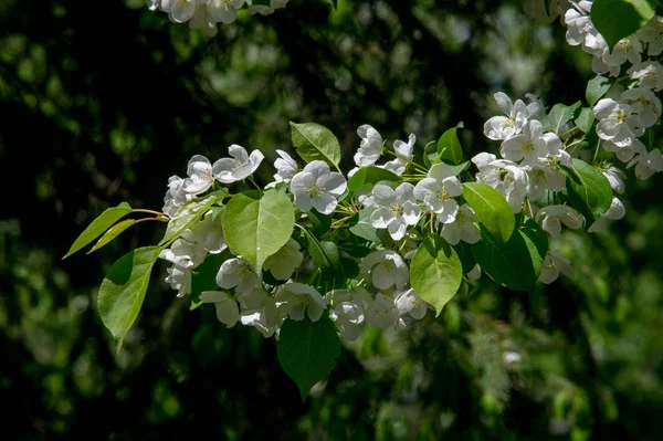 Foto Del Paesaggio Primaverile Alberi Mele Fiore — Foto Stock