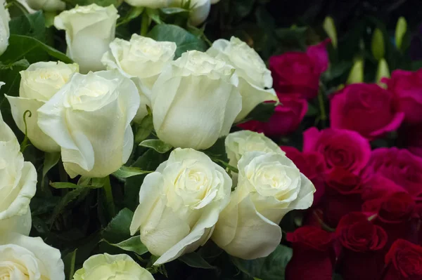 Bir buket gül fotoğraf. Bir dikenli çalı veya genellikle kırmızı, pembe, sarı veya beyaz güzel kokulu çiçekler, kuzey ılıman bölgelere yerli ayılar çalı. 