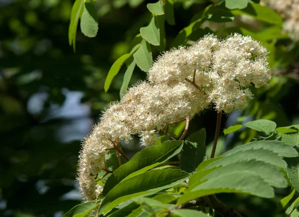 Dağ kül çiçekler. Ashberry Sorbus aucuparia L. yeşillik ve çiçek çiçeklenme. Sıradan bir dal benekli yeşil arka plan üzerinde beyaz büyük çiçekli kayalar