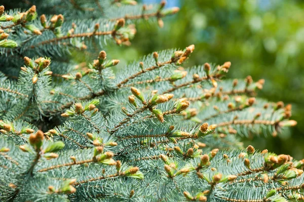 Pfoten Der Blautanne Frühling Neuaustrieb Von Blaufichten Und Kiefernnadeln Hintergrund — Stockfoto