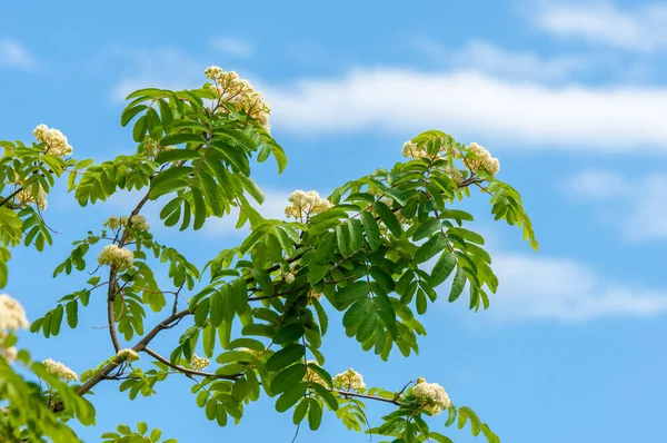 Blomster Askeberg Blomstring Askebærsaukuparia Foliage Blomster Steiner Vanlig Gren Med – stockfoto