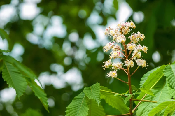 Kestane çiçekler. Şube kestane kapatın. Beyaz kestane çiçekleri yemyeşil yeşil yaprakları arka planı fotoğraflandı. Çiçekli dallar kestane ağacının