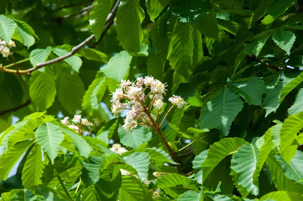 Kestane çiçekler. Şube kestane kapatın. Beyaz kestane çiçekleri yemyeşil yeşil yaprakları arka planı fotoğraflandı. Çiçekli dallar kestane ağacının