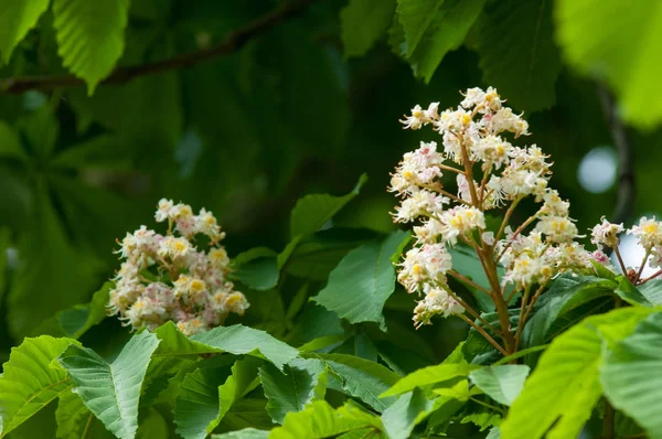 Fleurs Châtaignier Branche Châtaignier Fermer Fleurs Châtaignier Blanc Photographiées Sur — Photo