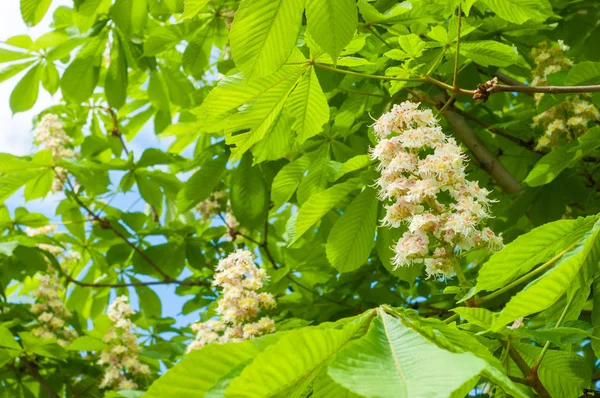 Bir ağacın çiçekleri bir kestane ağacı. Bahar çiçekleri açan kestane ağacı çiçekleri. Aesculus hipokastanum çiçeği at kestanesi ağacı 