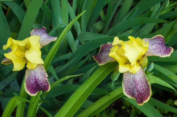 Iris Género Plantas Con Flores Perteneciente Familia Mordellidae Toma Nombre — Foto de Stock