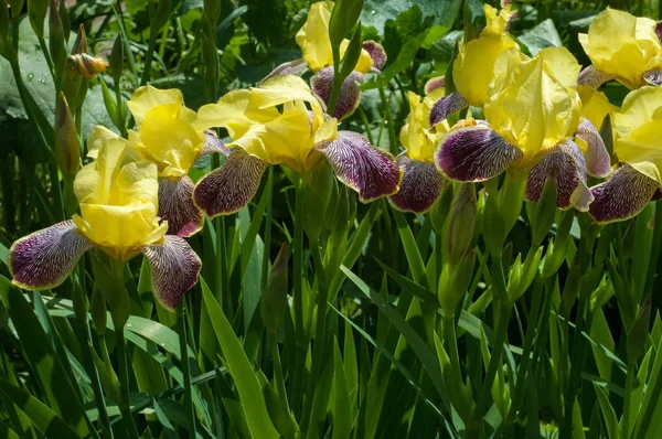 Iris bir yaklaşık 260-300, tür gösterişli çiçekli çiçekli bitki cinsidir. Yunanca kelime adını Yunan tanrıçası Iris gökkuşağının adıdır aynı zamanda bir gökkuşağı için alır.