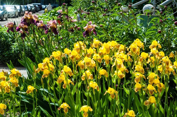 Iris Genere Circa 260 300 Specie Piante Fiore Con Fiori — Foto Stock