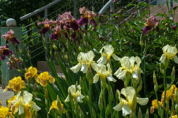 Iris is a genus of about 260-300, species of flowering plants with showy flowers. It takes its name from the Greek word for a rainbow, which is also the name for the Greek goddess of the rainbow Iris.