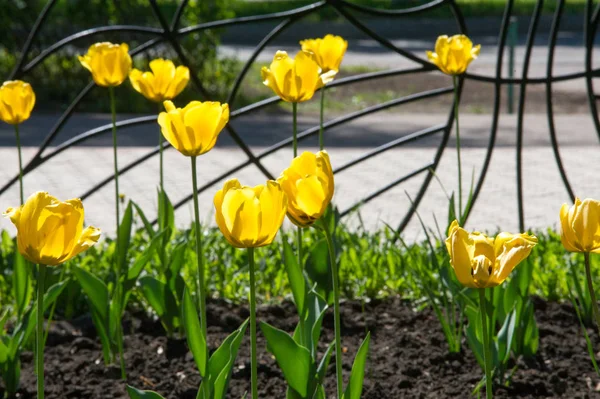 Tulip Eurasian North African Genus Herbaceous Perennial Bulbous Spring Flowering — Stock Photo, Image