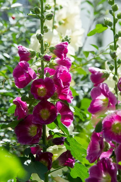 Flores Malva Uma Planta Herbácea Com Caules Peludos Flores Rosa — Fotografia de Stock