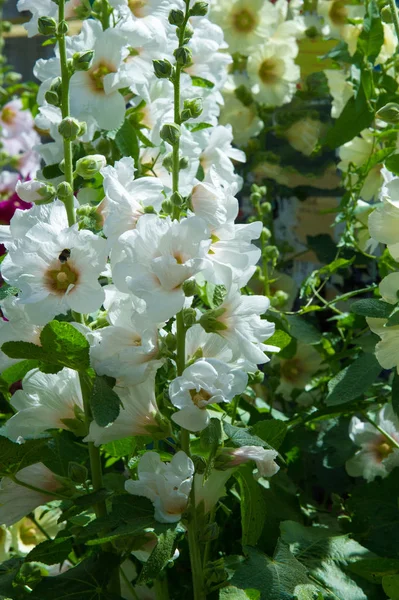 Ebegümeci çiçekler. kıllı kaynaklanıyor, pembe ya da mor çiçekler ve disk şeklinde meyve otsu bir bitki. Birkaç tür süsbitkileri yetiştirilen ve bazı yemeklik.