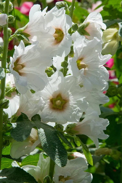 Нежные Цветы Травянистое Растение Волосатыми Стеблями Розовыми Фиолетовыми Цветами Плодами — стоковое фото