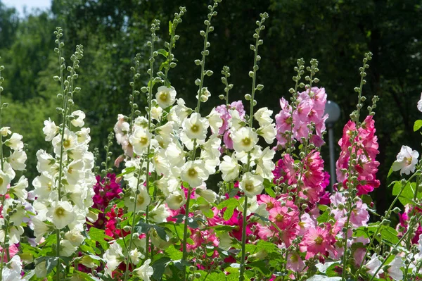 Malva Blommor Örtartad Växt Med Håriga Stjälkar Rosa Eller Lila — Stockfoto