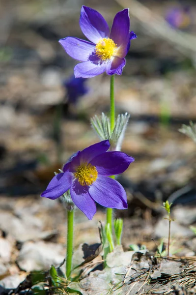 Bahar manzara. Çiçekleri içinde belgili tanımlık vahşi. Bahar çiçek Pulsatilla. Pasque çiçek ya da pasqueflower, Rüzgar çiçek, çayır bitkisi, Paskalya çiçek ve çayır anemone ortak adları dahil. 