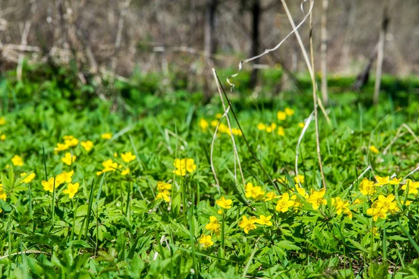 Anemon sarı orman çiçek çiçekli bitkiler buttercup ailesinin ılıman bölgelerde yerel yaklaşık 200 türü bir cinsidir.