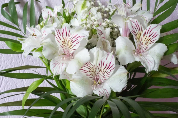 Alstroemeria,commonly called the Peruvian lily or lily of the Incas, is a genus of flowering plants in the family Alstroemeriaceae.