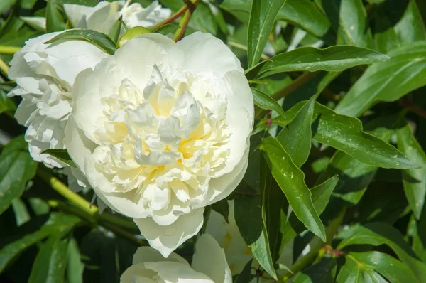 Çiçekli yaz manzara. Peonies beyazdır. Uzun onun muhteşem çiçekler için ekili olmuştur bir otsu ya da çalı bitki'nın kuzey ılıman bölgelerin,.