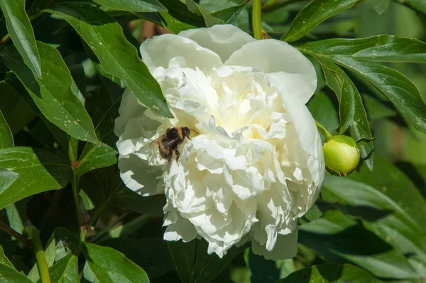 Çiçekli yaz manzara. Peonies beyazdır. Uzun onun muhteşem çiçekler için ekili olmuştur bir otsu ya da çalı bitki'nın kuzey ılıman bölgelerin,.
