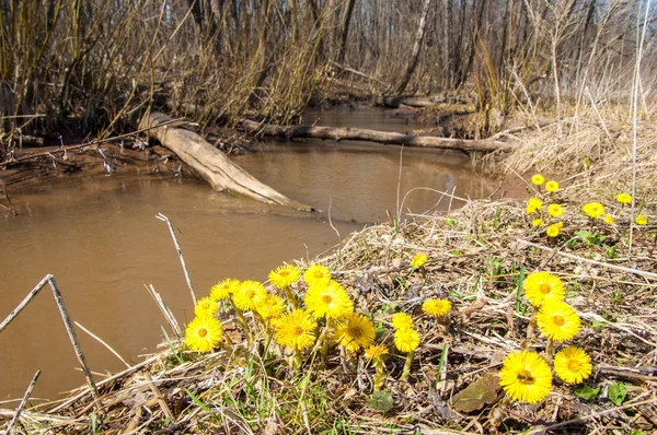 Tussilago Farfara フキタンポポ 通称デイジー ノボロギクと族の植物であります — ストック写真