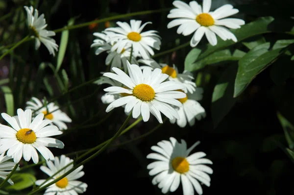 Papatya veya papatya çiçek. Tomurcukları, Otsu bitkiler var ryh için beyaz ve Orta sarı yaprakları genellikle vardır. İlaç infüzyonu veya toz--dan bu bitkinin çiçek.
