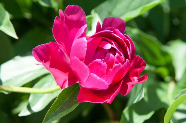 Çiçekli yaz manzara. Peonies kırmızı renktedir. Uzun onun muhteşem çiçekler için ekili olmuştur bir otsu ya da çalı bitki'nın kuzey ılıman bölgelerin,.