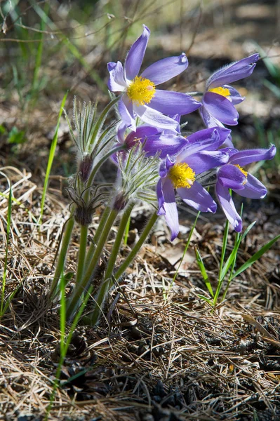 Spring Landscape Flowers Growing Wild Spring Flower Pulsatilla Common Names — Stock Photo, Image