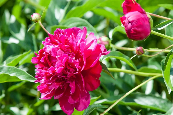 Çiçekli yaz manzara. Peonies kırmızı renktedir. Uzun onun muhteşem çiçekler için ekili olmuştur bir otsu ya da çalı bitki'nın kuzey ılıman bölgelerin,.