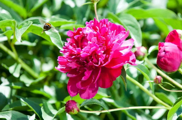 Çiçekli yaz manzara. Peonies kırmızı renktedir. Uzun onun muhteşem çiçekler için ekili olmuştur bir otsu ya da çalı bitki'nın kuzey ılıman bölgelerin,.