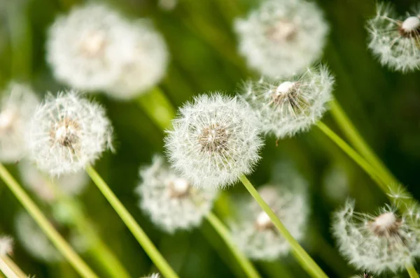 Fotoğraf bulanık yaz yatay, çiçekler var. Karahindiba tohumları. Karahindiba tohumları ile rozet yaprak, tohum tüylü demetleri ile küresel başkanları ve süt lateks içeren kaynaklanıyor.