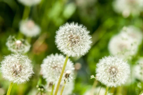 Fotoğraf bulanık yaz yatay, çiçekler var. Karahindiba tohumları. Karahindiba tohumları ile rozet yaprak, tohum tüylü demetleri ile küresel başkanları ve süt lateks içeren kaynaklanıyor.