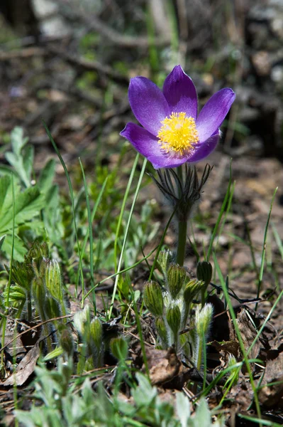 Bahar manzara. Çiçekleri içinde belgili tanımlık vahşi. Bahar çiçek Pulsatilla. Pasque çiçek ya da pasqueflower, Rüzgar çiçek, çayır bitkisi, Paskalya çiçek ve çayır anemone ortak adları dahil. 
