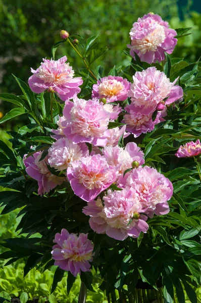 Summer photos of flowers. Peony is pink. Fresh beautiful blooming pink peony flower in the garden. Romantic pink peonies in spring garden.