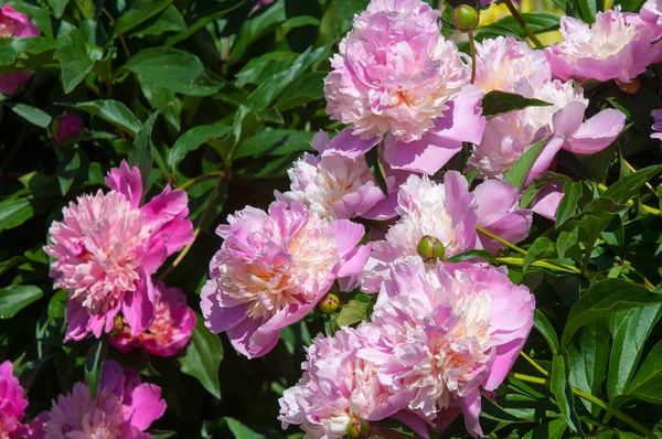 Летние Фотографии Цветов Пион Розовый Красивый Цветок Розового Пиона Саду — стоковое фото