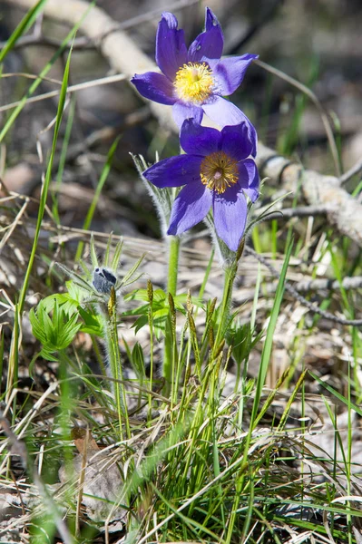 Bahar manzara. Çiçekleri içinde belgili tanımlık vahşi. Bahar çiçek Pulsatilla. Pasque çiçek ya da pasqueflower, Rüzgar çiçek, çayır bitkisi, Paskalya çiçek ve çayır anemone ortak adları dahil. 
