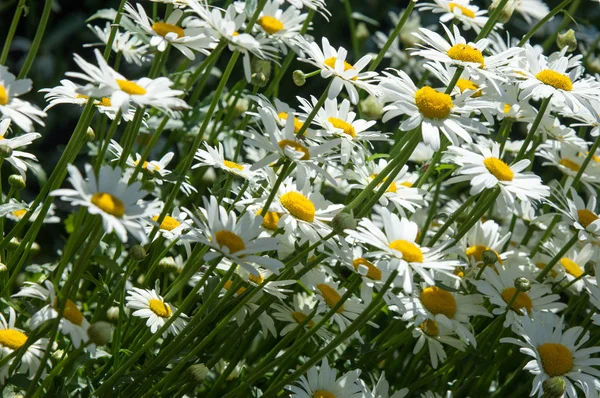 Fotos Verão Flores Margaridas Uma Planta Europeia Aromática Família Margarida — Fotografia de Stock