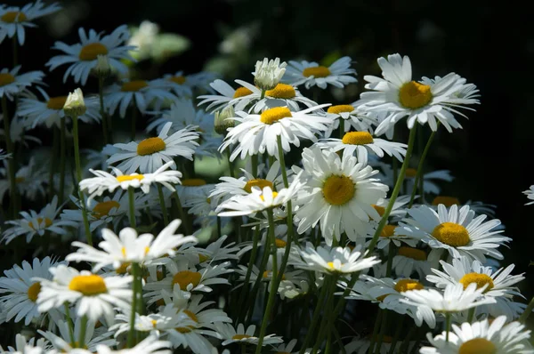 Φωτογραφίες Καλοκαίρι Λουλούδια Μαργαρίτες Μια Ευρωπαϊκή Αρωματικών Φυτών Της Οικογένειας — Φωτογραφία Αρχείου