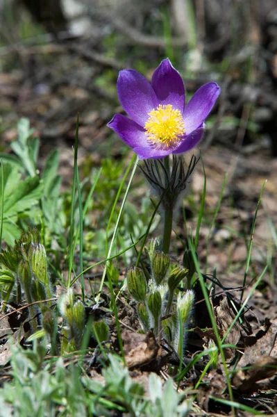 Spring landscape. Flowers growing in the wild. Spring flower Pulsatilla. Common names include pasque flower or pasqueflower, wind flower, prairie crocus, Easter flower, and meadow anemone.