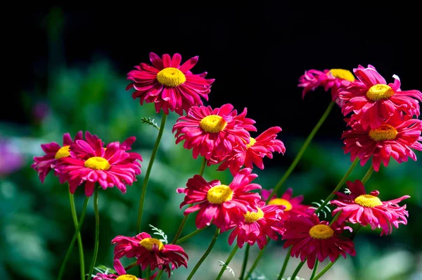 Red Painted Daisy Flowers Pyrethrum Daisy Pyrethrum Genus Several Old — Stock Photo, Image