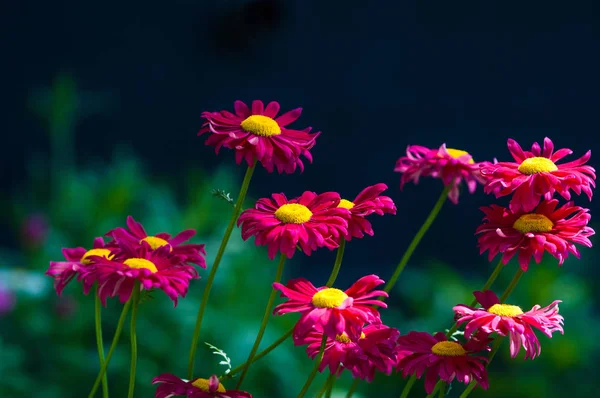 Red Painted Daisy Flowers Pyrethrum Daisy Pyrethrum Genus Several Old — Stock Photo, Image