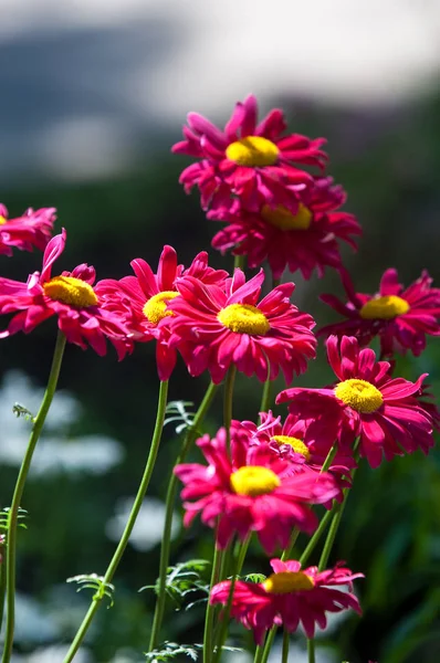 Red Painted Daisy Flowers Pyrethrum Daisy Pyrethrum Genus Several Old — Stock Photo, Image