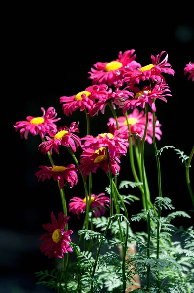 Red Painted Daisy Flowers Pyrethrum Daisy Pyrethrum Genus Several Old — Stock Photo, Image