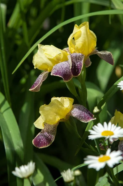 Çiçekler süsen ile yaz fotoğraf