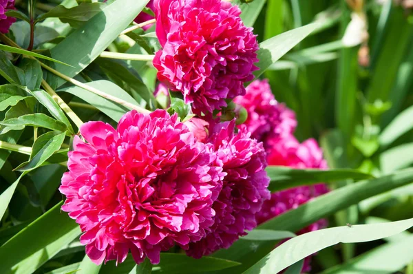 Çiçekli yaz manzara. Peonies. Uzun onun muhteşem çiçekler için ekili olmuştur bir otsu ya da çalı bitki'nın kuzey ılıman bölgelerin,.