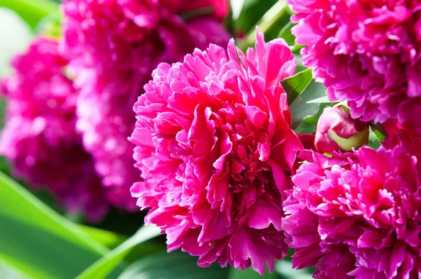 Çiçekli yaz manzara. Peonies. Uzun onun muhteşem çiçekler için ekili olmuştur bir otsu ya da çalı bitki'nın kuzey ılıman bölgelerin,.