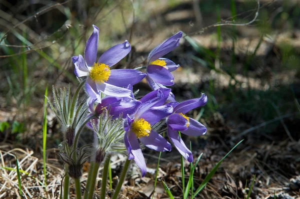 Paesaggio Primaverile Fiori Che Crescono Natura Fiore Primavera Pulsatilla Nomi — Foto Stock