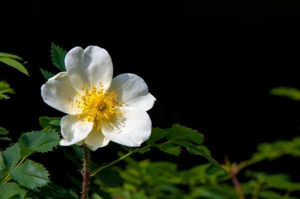 Wild Roze Wilde Bloemen Mooie Witte Bloemen Van Een Wilde — Stockfoto